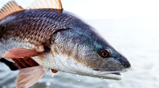 Redfish tournament