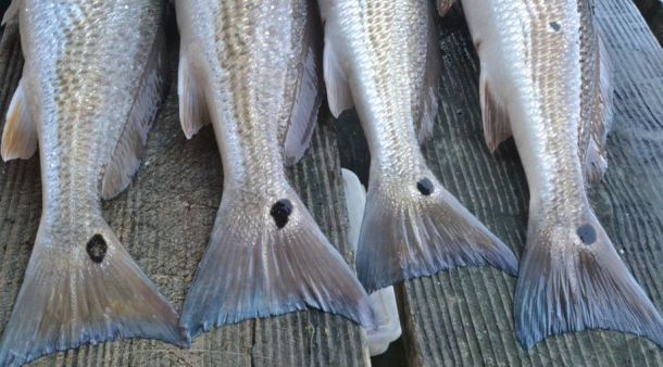 TACCA Greater San Antonio fishing tournament